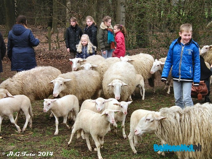 Jonge scheupie’s kieke’n: lammegie’s - Foto: H.G. Foto
