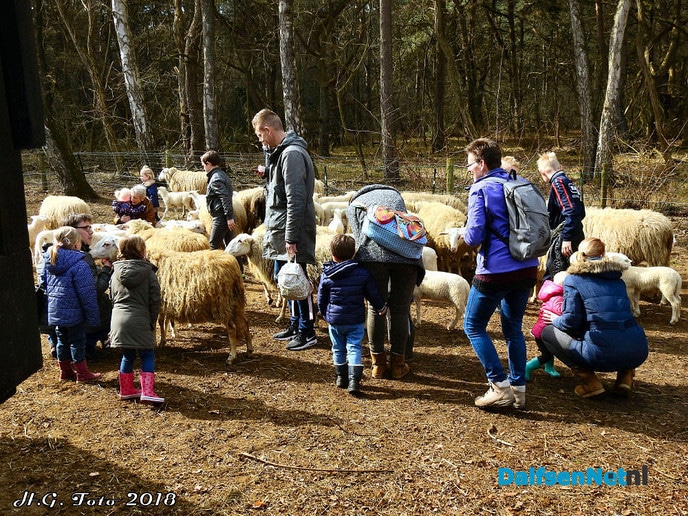 Lammetjesdag bij de schaapskooi lemelerberg. - Foto: H.G. Foto