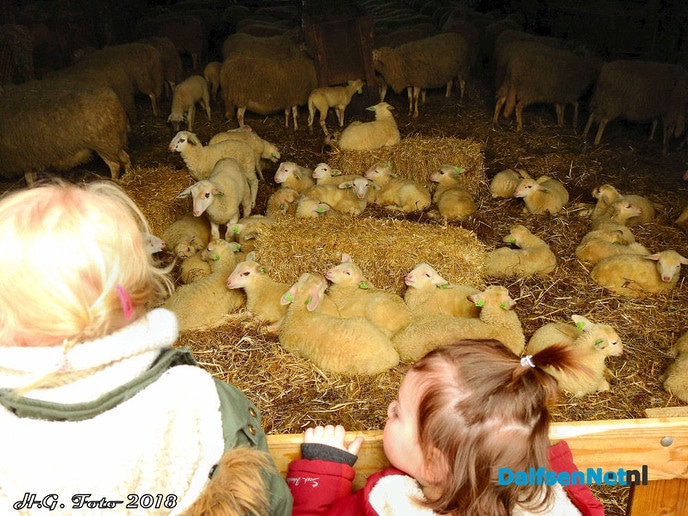 Lammetjesdag bij de schaapskooi lemelerberg. - Foto: H.G. Foto