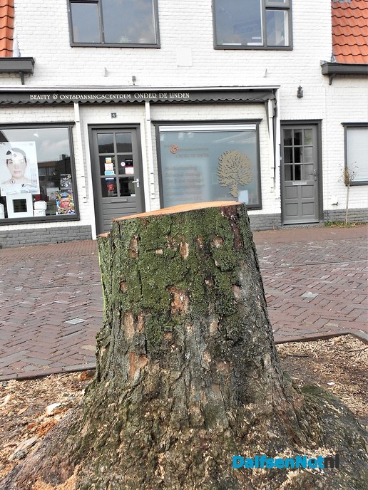 Wat nu? Was dit een Linde?
