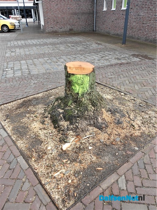 Wat nu? Was dit een Linde?