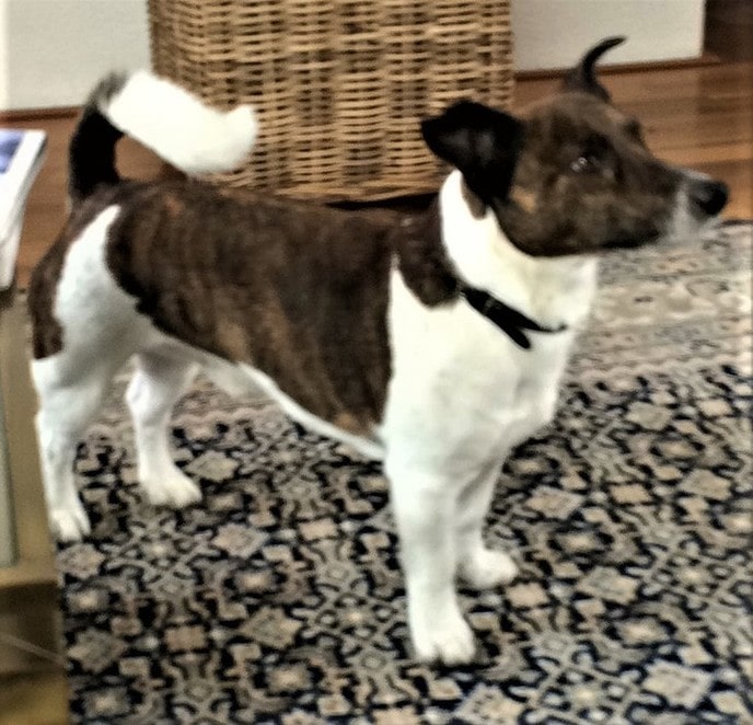 Hond zoek en al weer terug - Foto: Eigen geleverde foto
