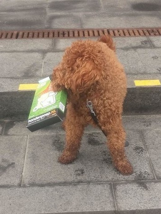 Honden poep - Foto: Eigen geleverde foto