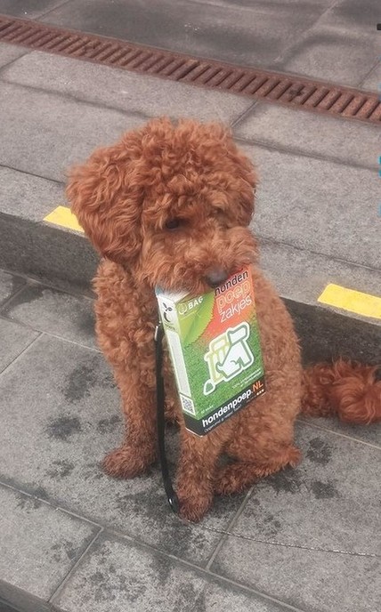 Honden poep - Foto: Eigen geleverde foto