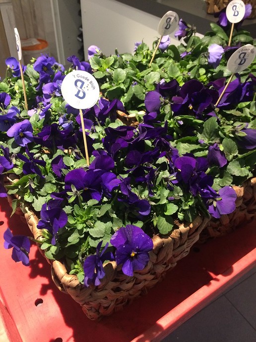 Viooltjes - Foto: Eigen geleverde foto