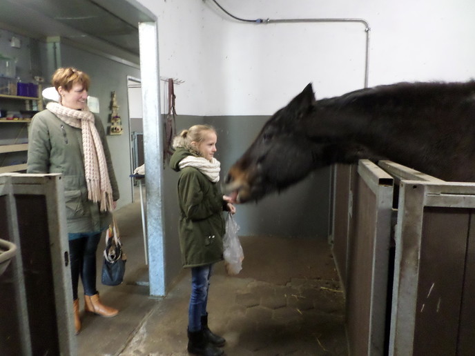 Je kunt weer paarden knuffelen tevens rommelmarkt - Foto: Eigen geleverde foto