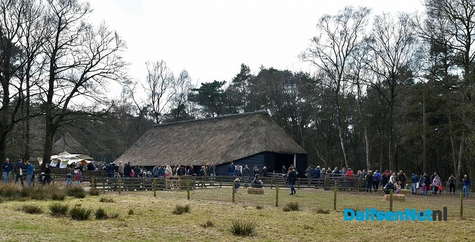 Lammetjesdag bij de schaapskooi lemelerberg. - Foto: Johan Bokma