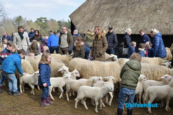 Lammetjesdag bij de schaapskooi lemelerberg. - Foto: Johan Bokma