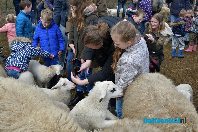 Lammetjesdag bij de schaapskooi lemelerberg. - Foto: Johan Bokma