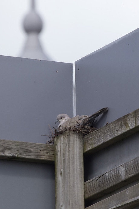 Eerste bewoner van bouwdeel 3 Waterfront - Foto: Geert Bistervels