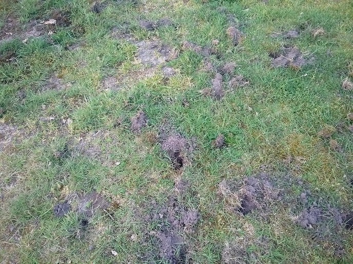Dassen op het veld - Foto: Eigen geleverde foto