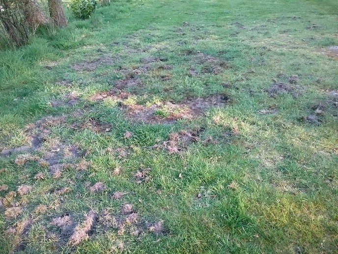 Dassen op het veld - Foto: Eigen geleverde foto