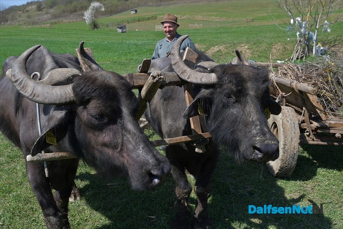 Reisverslag dag 4 Roemenië - Foto: Johan Bokma