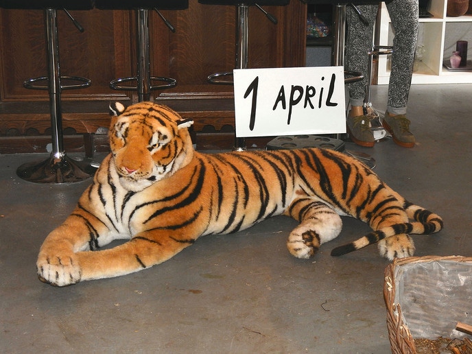 Eén van de kat-achtigen weer terug bij dierenpark - Foto: Eigen geleverde foto