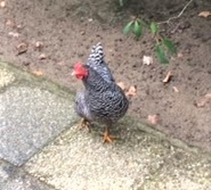 Gevonden een kip en terrecht - Foto: Eigen geleverde foto