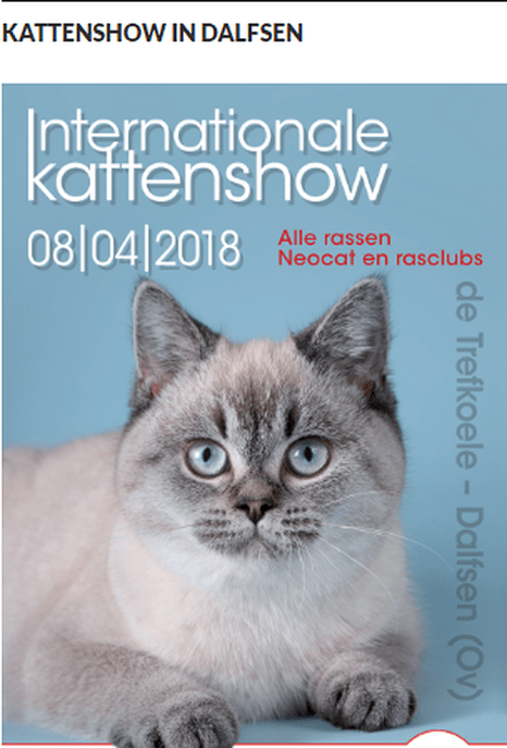 Grote Internationale kattenshow in Dalfsen - Foto: Eigen geleverde foto