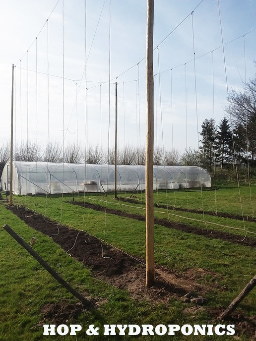 De eerste hopteelt op basis van Hydroponics in Europa - Foto: Eigen geleverde foto