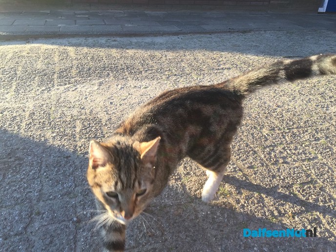 Kat loopt al 2 dagen bij ons - Foto: Ingezonden foto