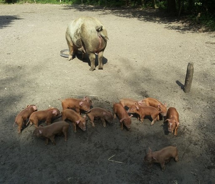 Maar liefst 13 biggen - Foto: Eigen geleverde foto