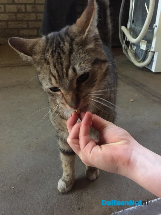 Kat loopt al 2 dagen bij ons - Foto: Ingezonden foto