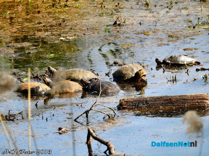 De schildpadden zijn er nog. - Foto: H.G. Foto