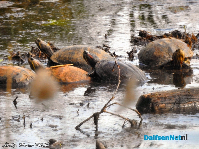 De schildpadden zijn er nog. - Foto: H.G. Foto