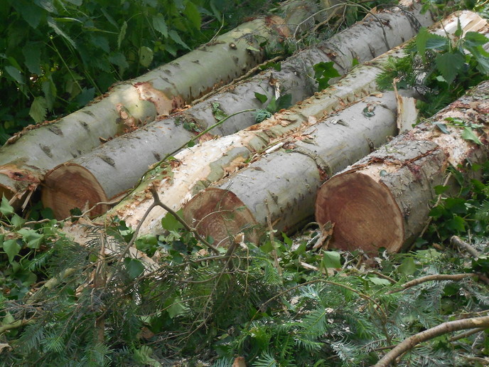 Opruimen stormschade van 18 januari