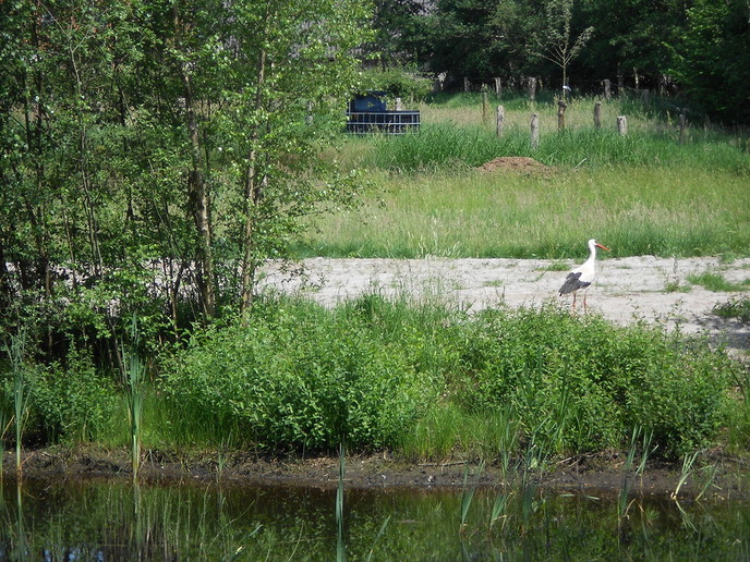 Ooievaars in Emmen