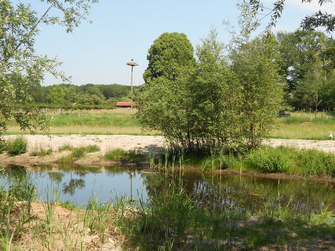 Ooievaars in Emmen