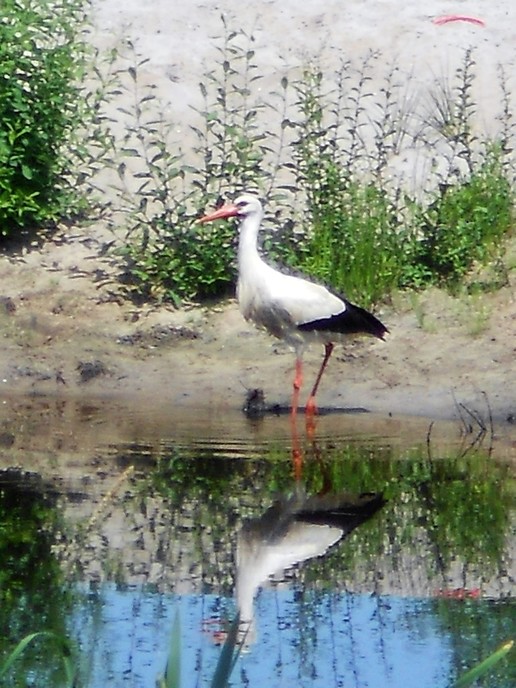 Ooievaars in Emmen