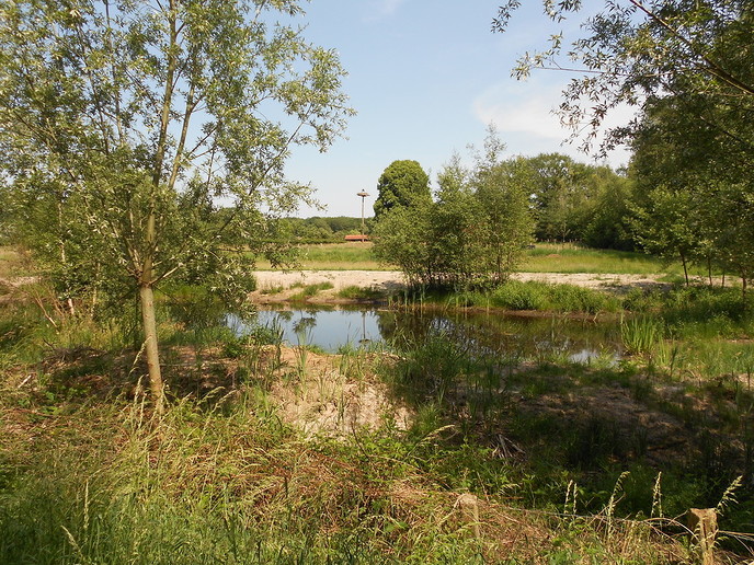 Ooievaars in Emmen