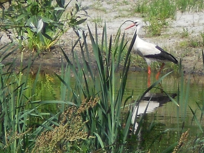 Ooievaars in Emmen