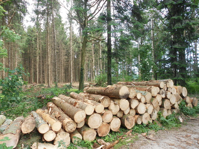 Opruimen stormschade van 18 januari