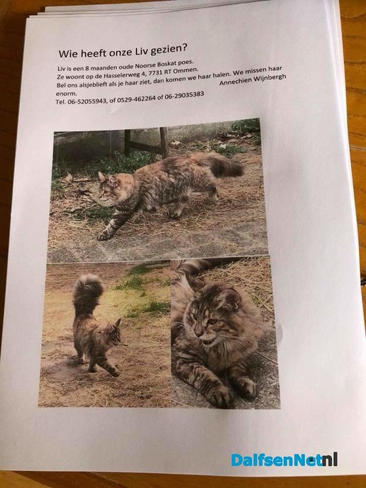 Help! Poes vermist!! (update) - Foto: Ingezonden foto