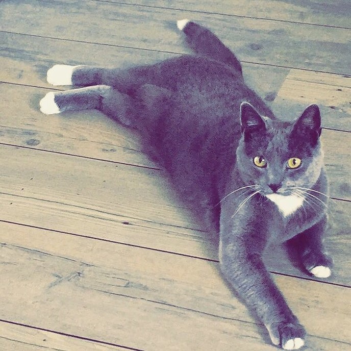 Kat vermist en weer terug - Foto: Eigen geleverde foto