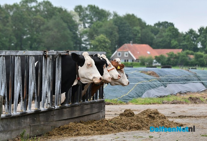 Koeiendans bij familie Vlastuin - Foto: Johan Bokma