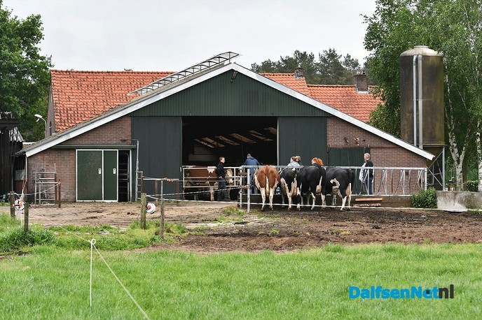Koeiendans bij familie Vlastuin - Foto: Johan Bokma