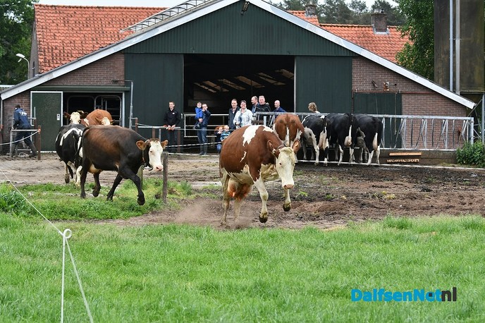 Koeiendans bij familie Vlastuin - Foto: Johan Bokma
