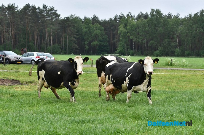 Koeiendans bij familie Vlastuin - Foto: Johan Bokma