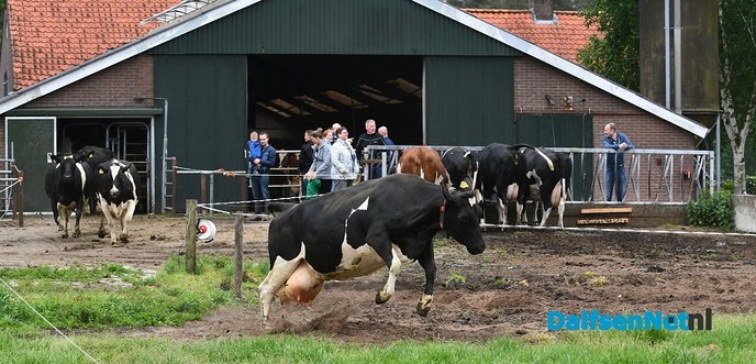 Koeiendans bij familie Vlastuin - Foto: Johan Bokma