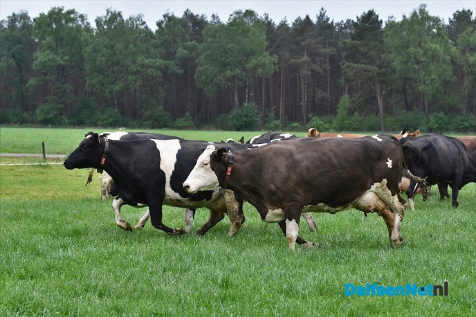 Koeiendans bij familie Vlastuin - Foto: Johan Bokma