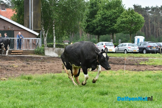 Koeiendans bij familie Vlastuin - Foto: Johan Bokma