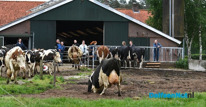 Koeiendans bij familie Vlastuin - Foto: Johan Bokma
