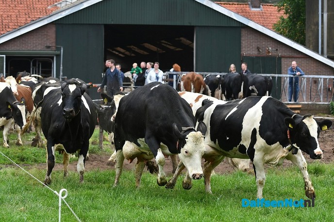 Koeiendans bij familie Vlastuin - Foto: Johan Bokma