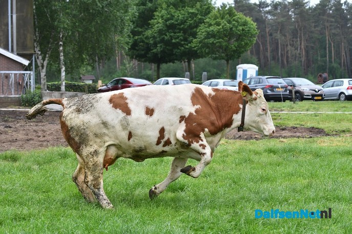 Koeiendans bij familie Vlastuin - Foto: Johan Bokma