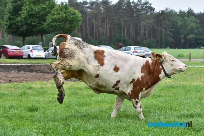 Koeiendans bij familie Vlastuin - Foto: Johan Bokma