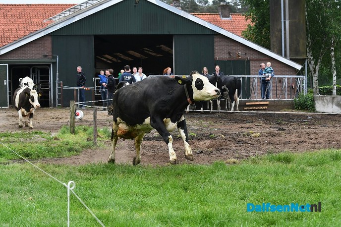 Koeiendans bij familie Vlastuin - Foto: Johan Bokma