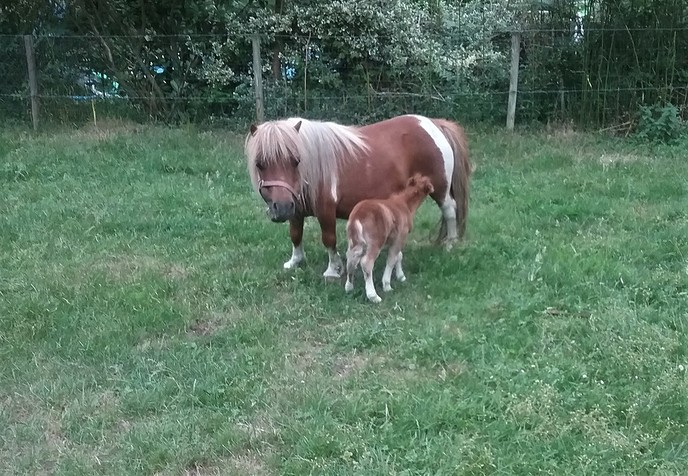 Veulentje ” Ini ” is geboren - Foto: Eigen geleverde foto