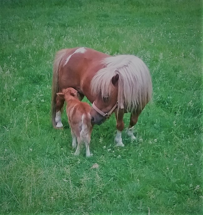 Veulentje ” Ini ” is geboren - Foto: Eigen geleverde foto