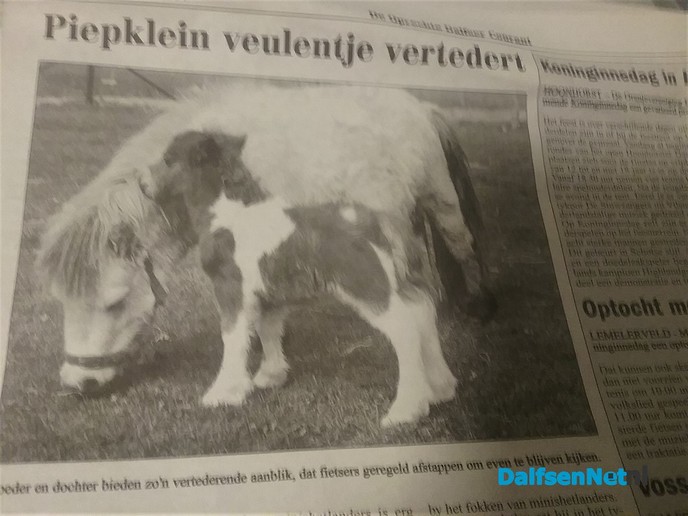 Veulentje ” Ini ” is geboren